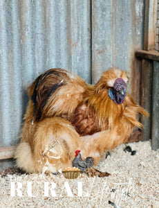 Silkies mixed colours