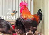 Black Copper Marans