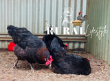 Black Copper Marans