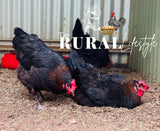 Black Copper Marans