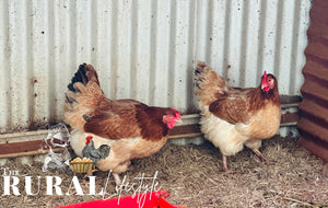 Wheaten Marans